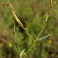 Vandellia micrantha (D.Don) Eb.Fisch., Schäferh. & Kai Müll.